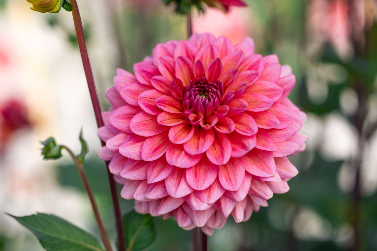 Dahlia 'Salmon Runner'